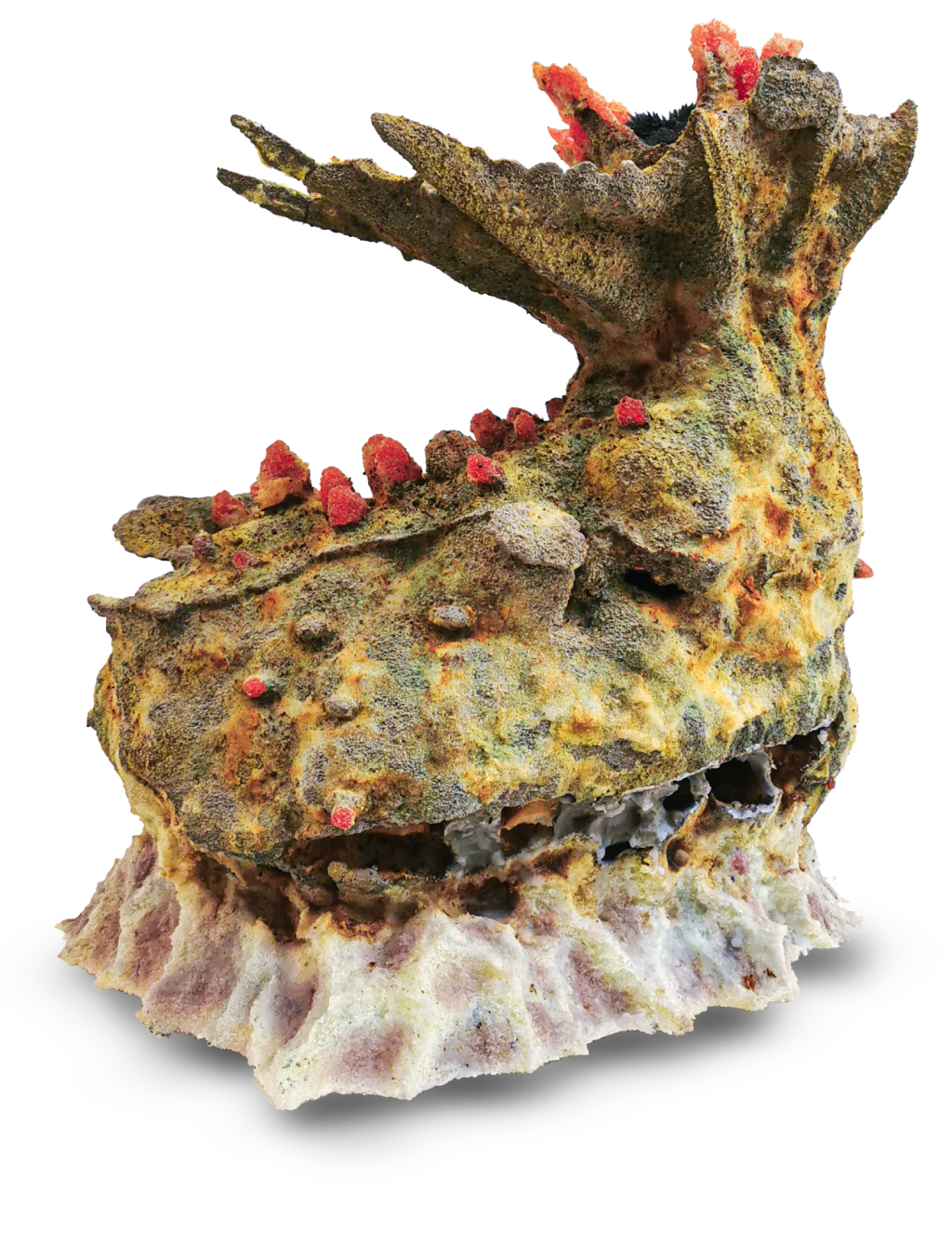 Host Structure II&nbsp;(Fasciator)