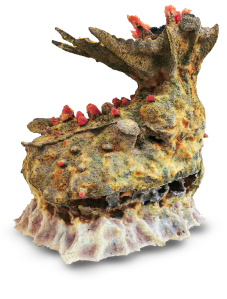 Host Structure II&nbsp;(Fasciator)